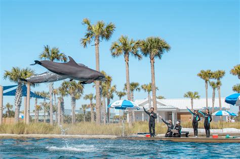 Gulfarium marine adventure park coupons  Gulfarium Marine Adventure Park