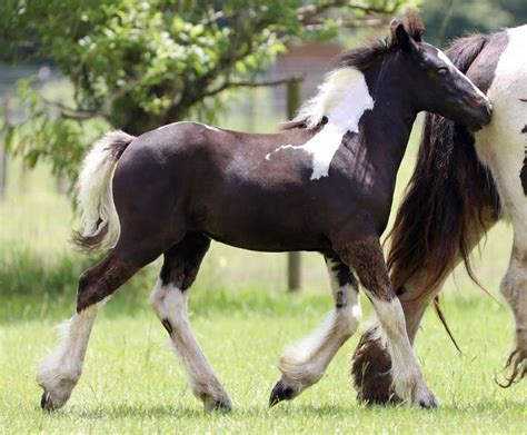 Gypsy vanner for sale texas  Stallion