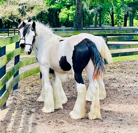 Gypsy vanners for sale  At Ponderosa Ridge Ranch we are known for our quality breeding program of Gypsy Cobs