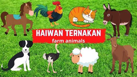 Haiwan ternakan in english nuralis agro farm kursus ternakan