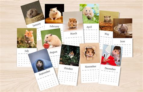 Hamster diary noble  Here are some fun hamster names and their meanings for you to choose from