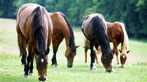 Happy healthy horses hoping for homes 