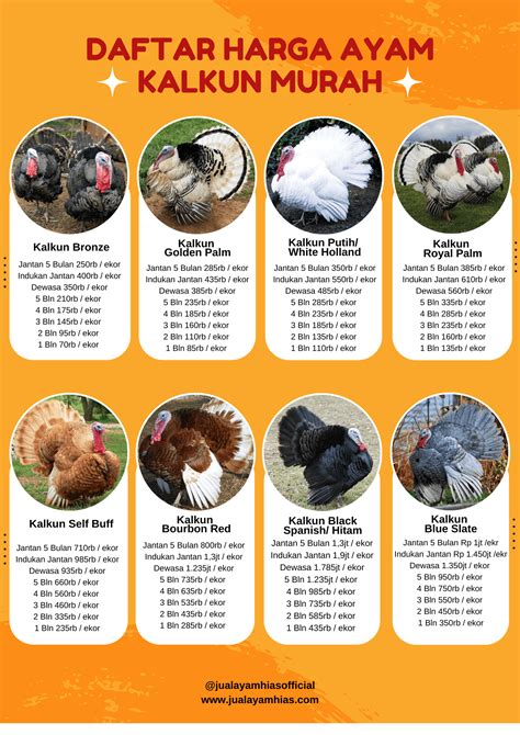 Harga anak ayam kalkun sepasang 200