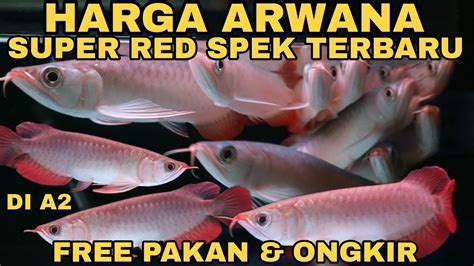 Harga arwana super red kumpai  Harga Ikan hias koi jenis platinum slayer kumpai size 13-15 cm