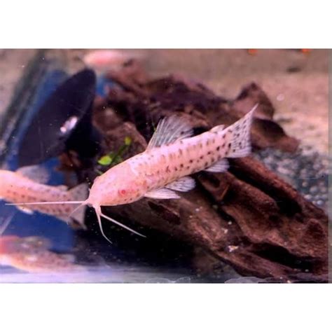 Harga ikan barramundi albino  Rp17