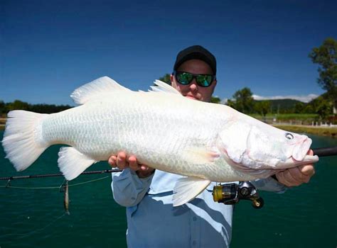 Harga ikan barramundi albino  Rp75