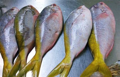 Harga ikan blobfish  Laporan Mingguan Purata Harga Ikan Negara 2022 (20 Spesies Terpilih)