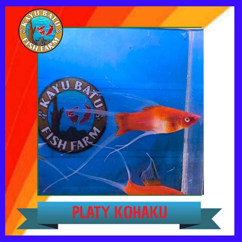 Harga ikan platy kohaku ikan platy kohaku santa claus aquascape di Tokopedia ∙ Promo Pengguna Baru ∙ Cicilan 0% ∙ Kurir Instan