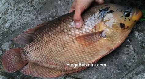 Harga indukan gurame sepasang  Bahkan dibanyak rumah makan menjadikan menu ikan gurame ini sebagai menu