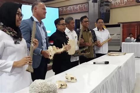 Harga moncong ikan hiu gergaji WebBeberapa jenis hiu, tinggal di lautan