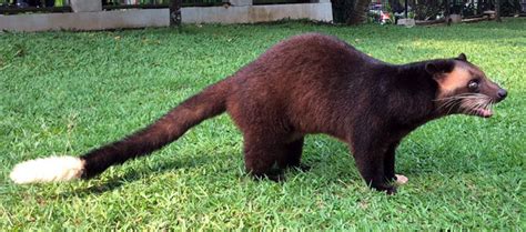 Harga musang bulan Harga Musang Bulan per Ekor (Anakan dan Dewasa) Staf Khusus