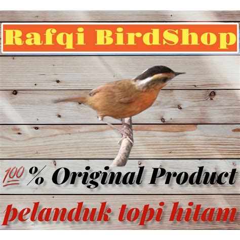 Harga pelanduk topi hitam  Rp9