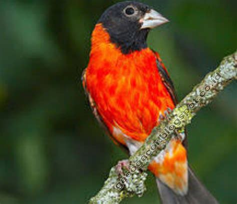 Harga red siskin classic BURUNG RED SISKIN ORI KLASIK FIX JANTAN SUDAH NITIK HITAM DI KEPALA di Tokopedia ∙ Promo Pengguna Baru ∙ Cicilan 0% ∙ Kurir Instan