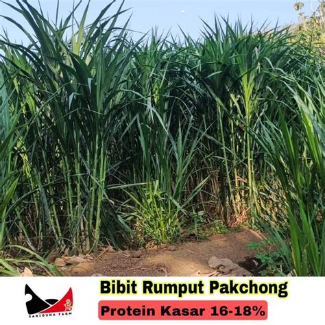 Harga rumput pakchong per ikat Bibit Rumput Pakchong Termurah Bergaransi Dapat Bonus di Tokopedia ∙ Promo Pengguna Baru ∙ Cicilan 0% ∙ Kurir Instan