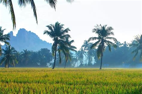 Hasil perkebunan myanmar  4