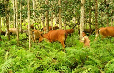 Hasil pertanian dan hutan negara thailand adalah d