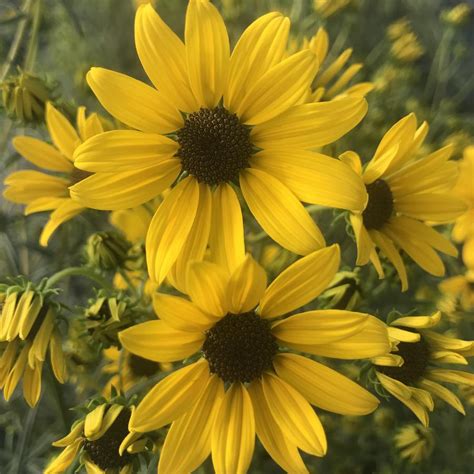 Helianthus autumn gold  Helianthus salicifolius 'First Light' PP13150 Kiefer Nursery: Trees, Shrubs, Perennials