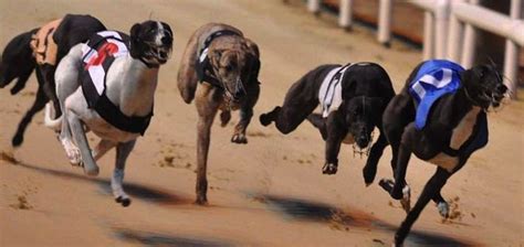 Henlow dog results  460 | IT