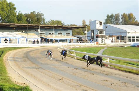 Henlow greyhounds  At 2