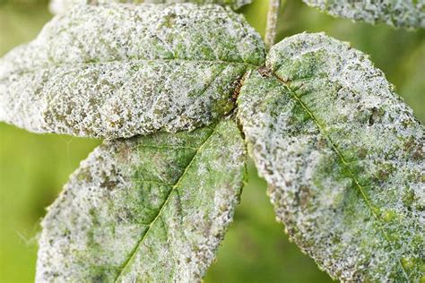 Hepa filter powdery mildew Powdery Mildew (Microsphaera vaccinii) usually does not develop on blueberry leaves until midsummer after the crop is harvested