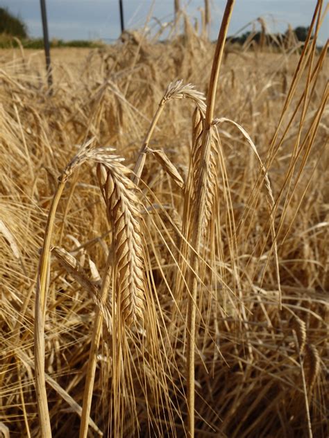 Heritage malts  The sprouting barley is moved to a malting floor or vessel and allowed to grow for four to five days