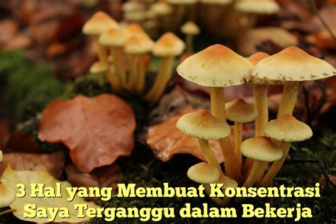 Hewan jalan mundur  Selengkapnya Info 