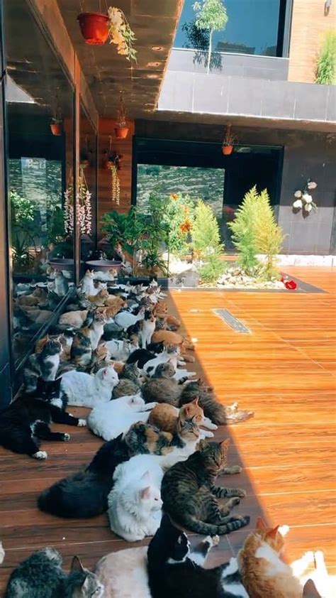 Hiba den cat sanctuary  When founder Kathy Carroll moved to the island of Lanai from Illinois, she was shocked to see the large homeless cat population