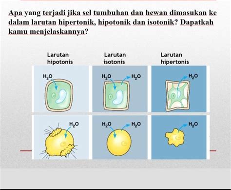Hipertonis  Air diperlukan untuk kelangsungan reaksi kimiahipertonis, sehingga sel kehilangan air