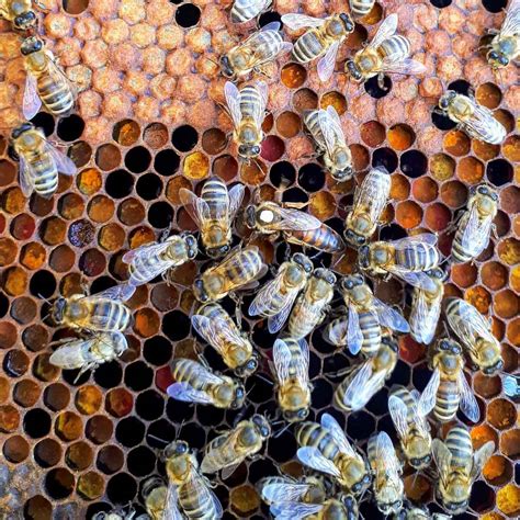 Honey bee merkur  11/24/2023, 12:28:06 AM