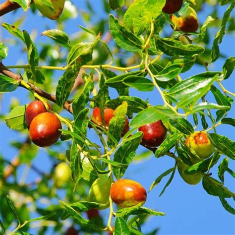 Honey jar jujube tree for sale  Buy fruiting size and have Jujubes the same season