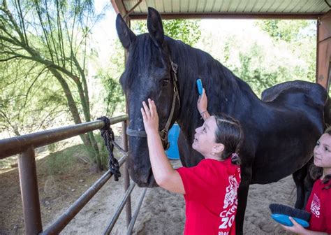 Horse hands phoenix zoo  Phoenix Zoo