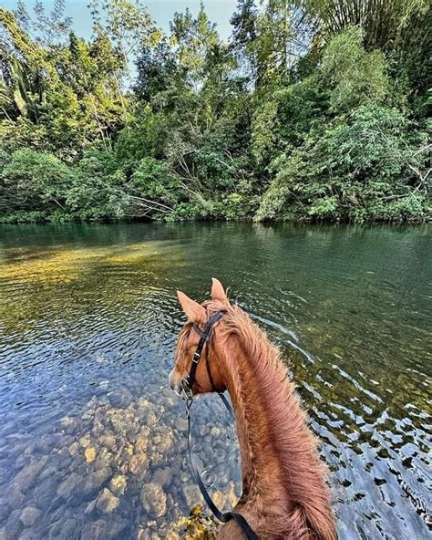 2024 Horseback Riding in Hopkins (w/Photos)