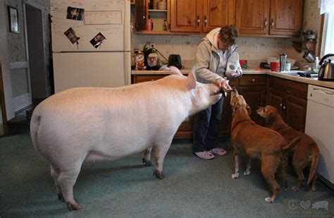How big do micro pigs get : swine), hog, or domestic pig when distinguishing from other members of the genus Sus, is an omnivorous, domesticated, even-toed, hoofed mammal