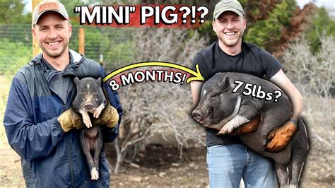 How big do micro pigs get  That is as tall as a border collie, and can be as heavy as a St
