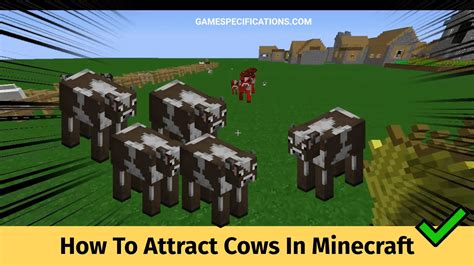 How to attract cows in minecraft How do I attract animals in Minecraft? Hold some of their favourite food out (wheat for sheep and cows; carrots for pigs; seeds for chickens)