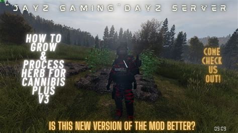 How to dry cannabis in dayz  Add a Comment