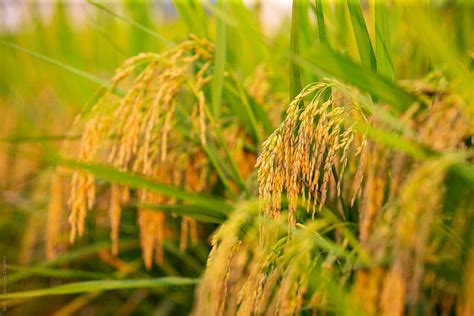 How to harvest rice farmers delight  How to harvest new superior varieties of rice with a sickle can be done by cutting the top,The rice item is also the seed for the plants
