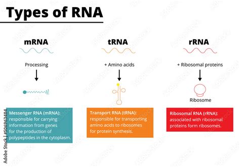 How to isolate mrna from the other types of rna  3