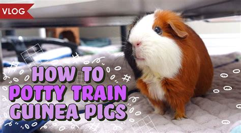 How to potty train a guinea pig  Find out more about the NEW, drastically improved site and forum! Register 