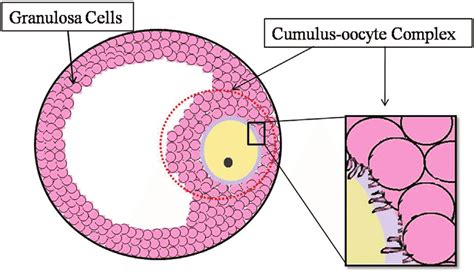 How to pronounce oocyte  Our native speakers' recordings feature English and American spellings and definitions, delivering a natural and clear sound