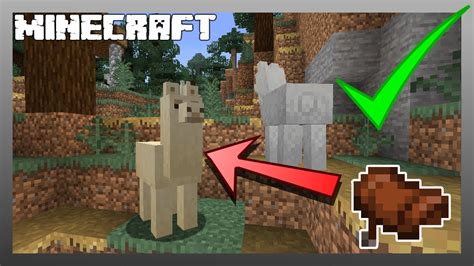 How to put a saddle on a llama in minecraft Mules are infertile offspring of horses and donkeys that, when tamed, can be ridden and equipped with chests