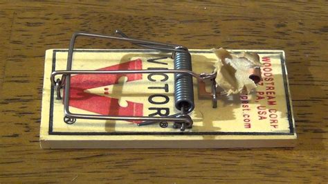 How to set a mouse guard brand mousetrap  Bait a trap