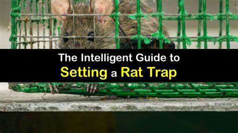 How to set a rat trap mouse guard  To deactivate it again, you simply push the switch back up