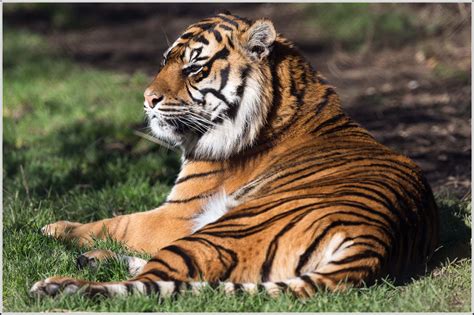 Howletts zoo offers  Howletts Wild Animal Park Contact Number: +44-1227721286