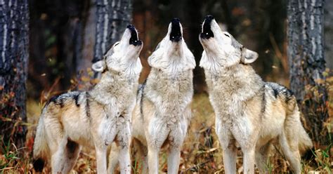 Howling wolves echtgeld  Explore a curated colection of Wolf Howling Wallpaper Images for your Desktop, Mobile and Tablet screens