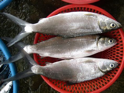 Hubungan ikan bandeng dengan budaya setempat  Ikan
