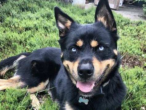 Husky rottie mix As a result, they are the perfect breed to mix other dogs with