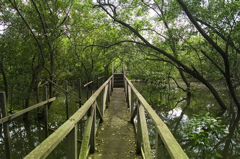 Hutan mangrove margasari balikpapan barat foto com, Balikpapan - Pelaksana Tugas (Plt) Wali Kota Balikpapan Rahmad Mas`ud mempersilakan warga mengunjungi pantai dan daerah perairan di wilayahnya yang menurut dia sekarang sudah bersih dari tumpahan minyak atau bocoran minyak pipa Pertamina