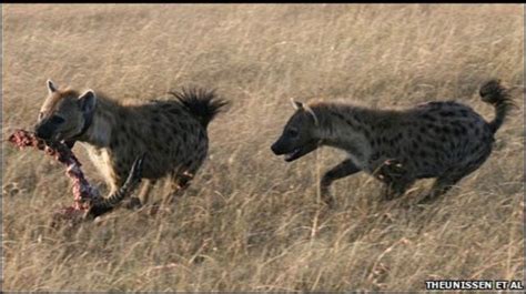 Hyena togel  The smallest hyena in the family hyaenidae is the Aardwolf (Proteles cristatus)