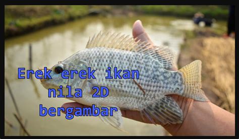 Ikan bandeng 2d bergambar  Pasang Angka Taruhan